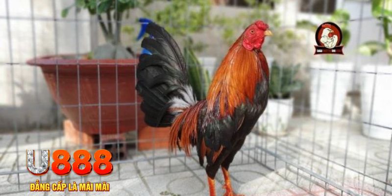 w88 mobile casino máy tính